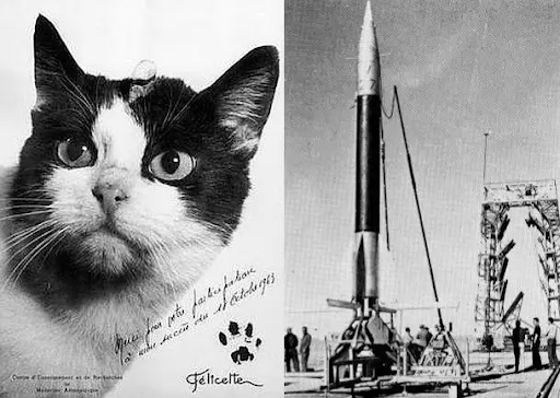 Felicette cat with suborbital mission