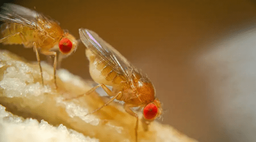 Fruit flies