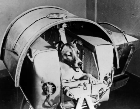 Laika the dog in spacecraft