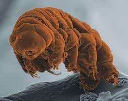 Tardigrade