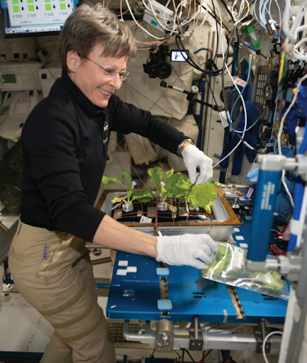 NASA astronaut Peggy Whitson is seen during harvesting and cleaning of VEG-03 in the space station’s Node 2