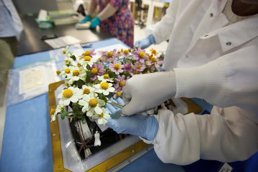 Zinnia plants from the Veggie ground control system are being harvested in the Flight Equipment Development Laboratory in the Space Station Processing Facility at Kennedy
